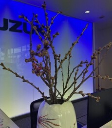 桜が満開になるまで(^^)